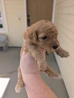 Purple, a female Goldendoodle for sale in Nampa, ID – 5 of 8