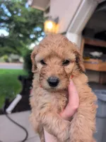 Orange, a female Goldendoodle for sale in Nampa, ID – 3 of 3