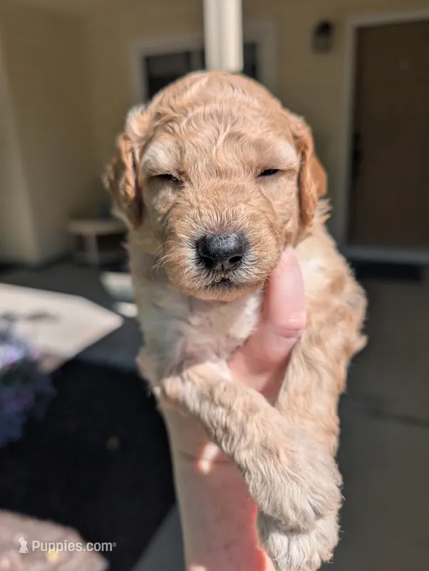 Green – Goldendoodle puppy for sale in Nampa, ID