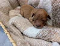 Brown, a female Goldendoodle for sale in Nampa, ID – 4 of 5
