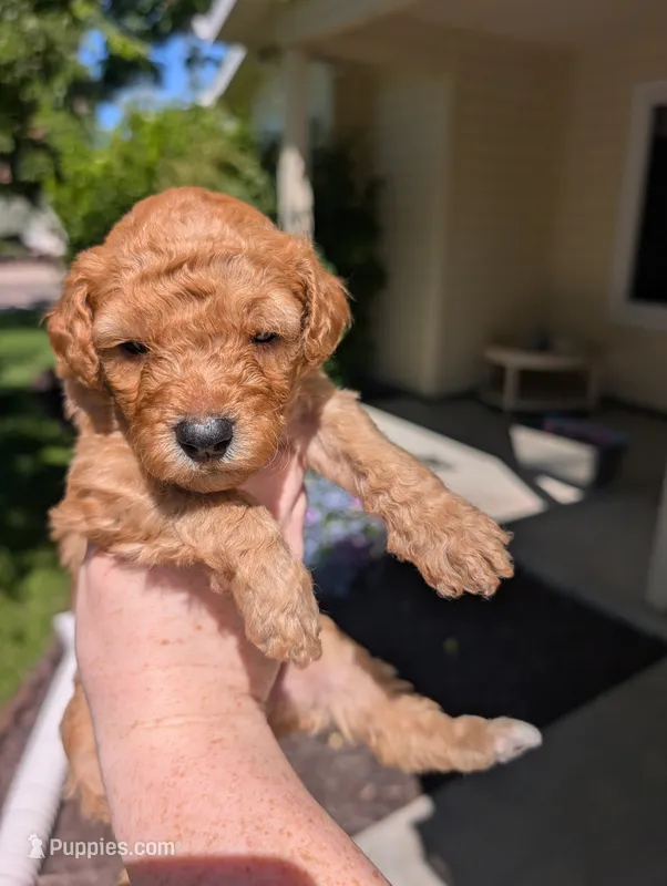 Purple – Goldendoodle puppy for sale in Nampa, ID