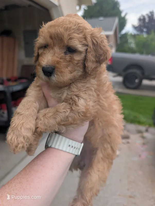 Purple – Goldendoodle puppy for sale in Nampa, ID