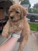 Purple, a female Goldendoodle for sale in Nampa, ID – 1 of 4