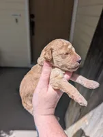 Yellow, a male Goldendoodle for sale in Nampa, ID – 3 of 6