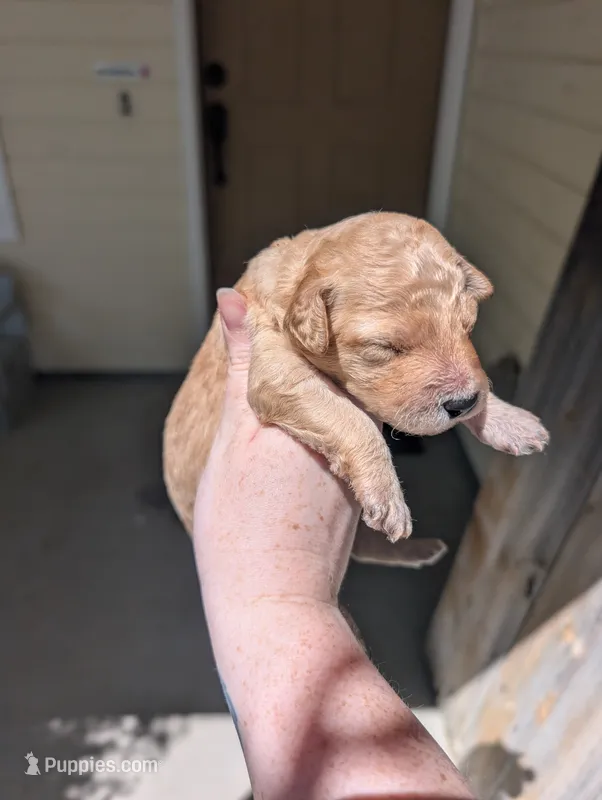 Grey – Goldendoodle puppy for sale in Nampa, ID
