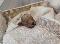 Orange, a female Goldendoodle for sale in Nampa, ID – 5 of 5