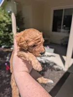 Purple, a female Goldendoodle for sale in Nampa, ID – 6 of 8