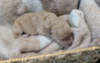 Yellow, a male Goldendoodle for sale in Nampa, ID – 6 of 6