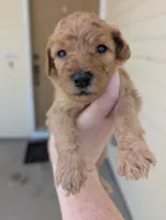 Orange, a female Goldendoodle for sale in Nampa, ID – 2 of 3