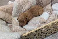 Orange, a female Goldendoodle for sale in Nampa, ID – 4 of 5