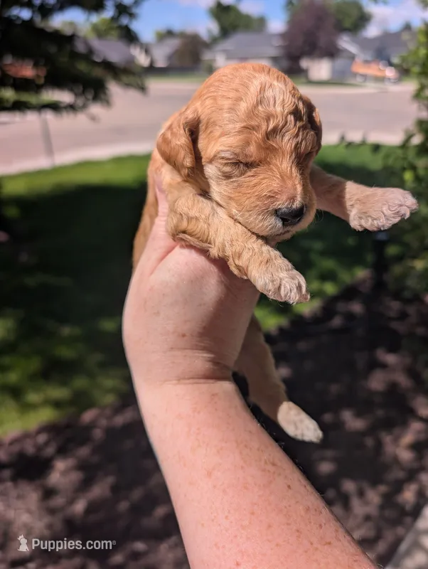 Pink – Goldendoodle puppy for sale in Nampa, ID
