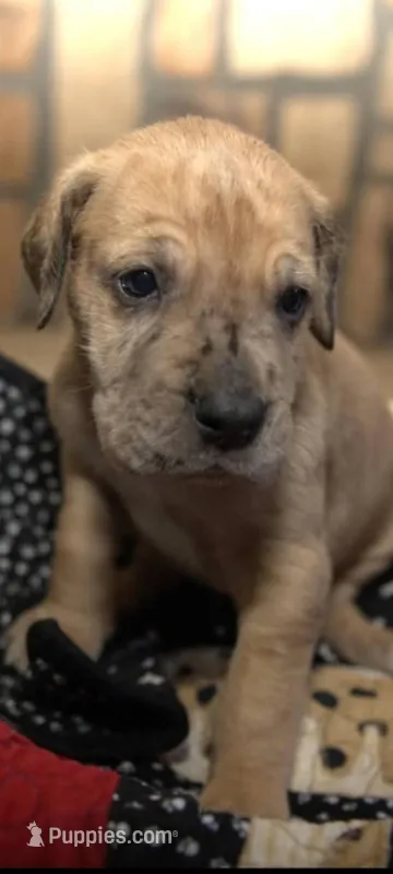 Mac – Great Dane puppy for sale in Pittsburgh, PA