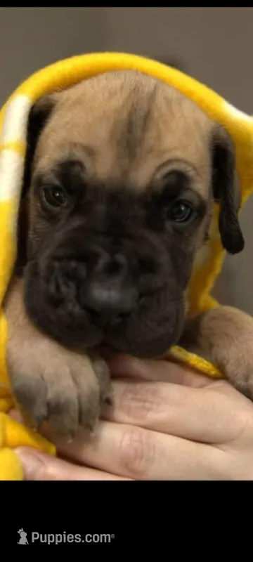 Darth – Great Dane puppy for sale in Pittsburgh, PA