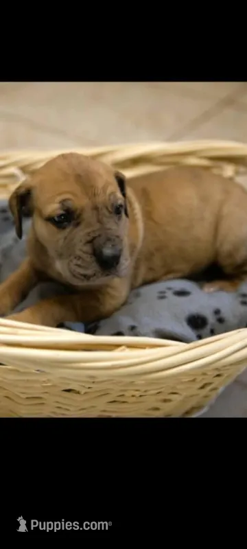 Tig – Great Dane puppy for sale in Pittsburgh, PA