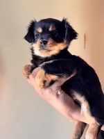 Luca, a male Chihuahua and Papillon for sale in Richland, WA – Photo 2 of 2