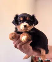 Luca, a male Chihuahua and Papillon for sale in Richland, WA – Photo 1 of 2