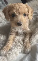 Coco Latte , a female Cockapoo for sale in Kennewick, WA – 3 of 3