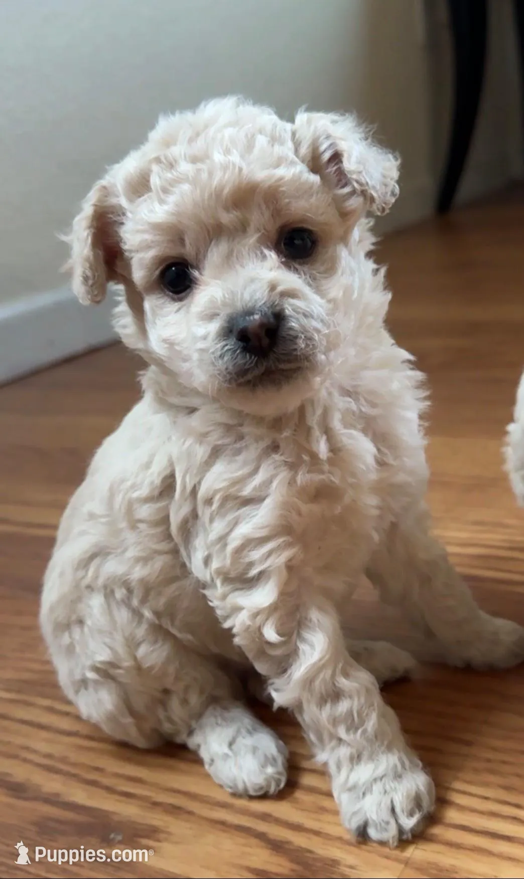 Enzo, a male Poodle - Miniature  for sale in Richland, WA – Photo 1 of 4