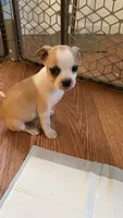 Bella, a female Chihuahua for sale in Richland, WA – 2 of 2