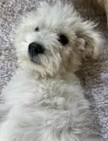 Enzo, a male Poodle - Miniature  for sale in Kennewick, WA – 2 of 4