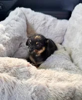 Tito, a male Chihuahua for sale in Richland, WA – 3 of 4