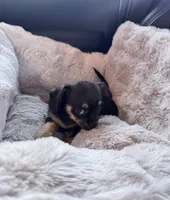 Tito, a male Chihuahua for sale in Richland, WA – 4 of 4
