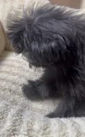 Coco Latte, a female Maltipoo for sale in Richland, WA – 4 of 4