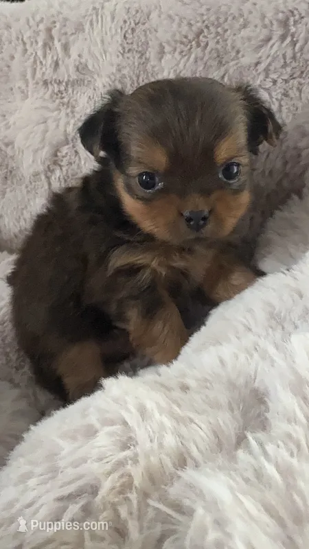 Bear  – Yorkipoo puppy for sale in Richland, WA