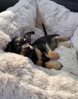 Tito, a male Chihuahua for sale in Richland, WA – 2 of 4