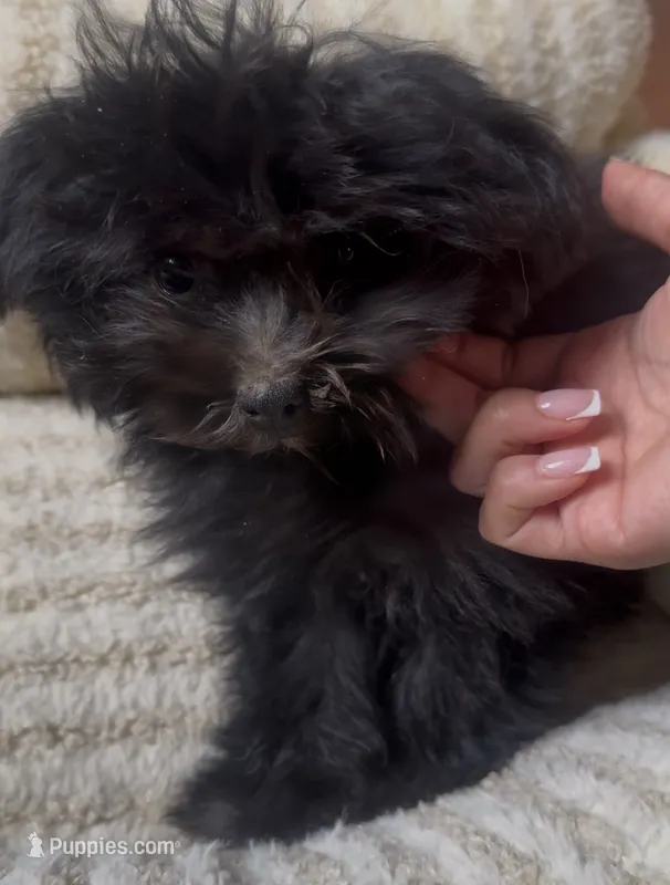 Coco Latte – Maltipoo puppy for sale in Richland, WA