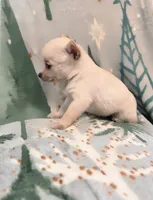 Frosty, a male Pomchi for sale in Richland, WA – Photo 4 of 5