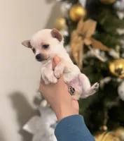 Frosty, a male Pomchi for sale in Richland, WA – Photo 2 of 5