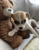 Coconut, a female Chihuahua for sale in Kennewick, WA – 1 of 2