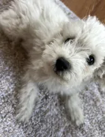 Enzo, a male Poodle - Miniature  for sale in Kennewick, WA – 4 of 4