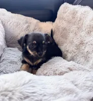Tito, a male Chihuahua for sale in Richland, WA – 1 of 4