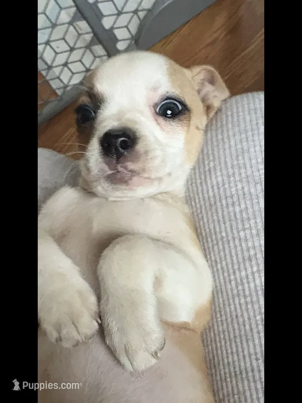 Bella – Chihuahua puppy for sale in Richland, WA