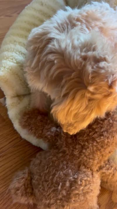 Coco Latte , a female Cockapoo and Poodle - Toy  for sale in Kennewick, WA – 4 of 4