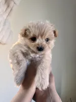 Biscuit, a male Pomchi for sale in Richland, WA – Photo 6 of 10