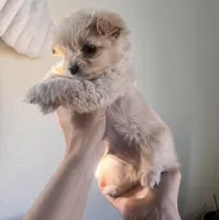 Biscuit, a male Pomchi for sale in Richland, WA – Photo 2 of 10