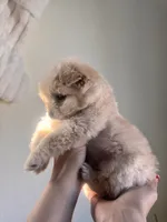 Biscuit, a male Pomchi for sale in Richland, WA – Photo 8 of 10