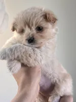 Biscuit, a male Pomchi for sale in Richland, WA – Photo 5 of 10