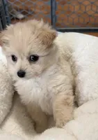 Biscuit, a male Pomchi for sale in Richland, WA – Photo 10 of 10