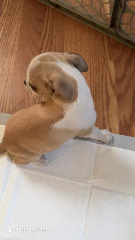 Bella – Chihuahua puppy for sale in Richland, WA