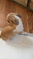 Bella, a female Chihuahua for sale in Richland, WA – 1 of 2
