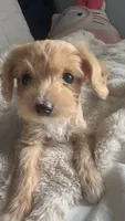 Coco Latte , a female Cockapoo for sale in Kennewick, WA – 2 of 3