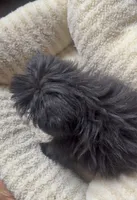 Coco Latte, a female Maltipoo for sale in Richland, WA – 3 of 4