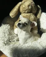 Cherry, a female Chihuahua for sale in Richland, WA – Photo 1 of 2