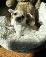 Cherry, a female Chihuahua for sale in Richland, WA – Photo 2 of 2