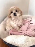 Pearl, a female Shihpoo for sale in Richland, WA – Photo 1 of 3