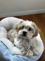 Bear, a male Shihpoo for sale in Richland, WA – Photo 1 of 3